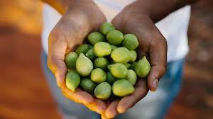 kakadu plum